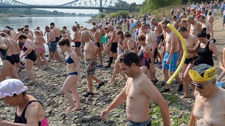 Hunderte Badelustige steigen beim Elbeschwimmen 2015 ins Wasser. Foto: Matthias Hiekel/Archivbild