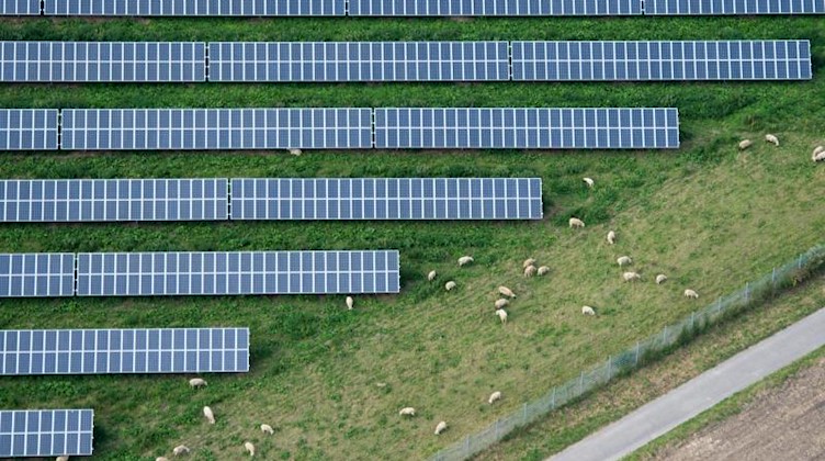 Schafe grasen neben einem großen Feld mit Solaranlagen. Foto: Julian Stratenschulte/Archiv