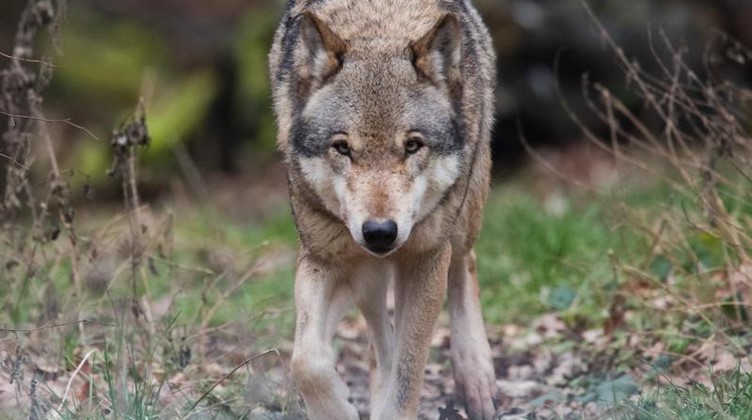 Ein Europäischer Wolf (Canis lupus lupus) streift durch ein Gehege. Foto: Julian Stratenschulte/Archiv