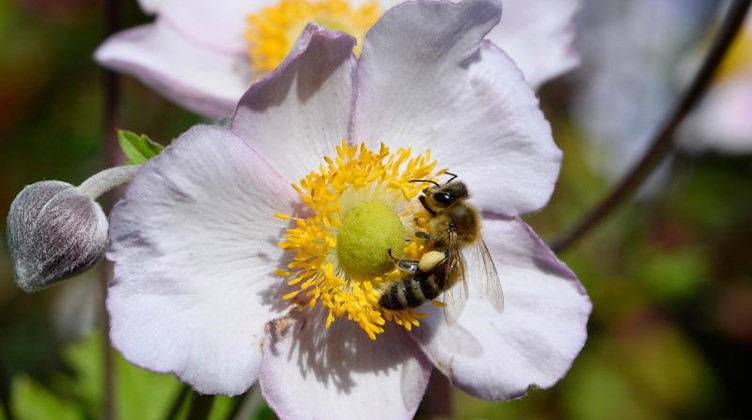 Eine Biene sammelt Nektar. Foto: Roberto Pfeil/Archivbild