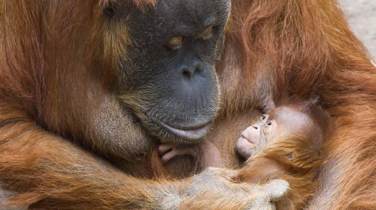 Die Orang-Utan-Dame Pini mit ihrem neugeborenen Orang-Utan-Mädchen. Foto: Zoo Leipzig