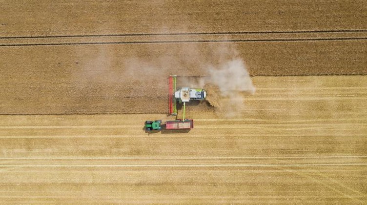 Ein Mähdrescher erntet ein Kornfeld ab. Foto: Christophe Gateau/Archiv