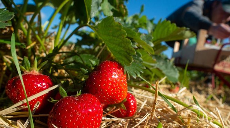 Ein Erntehelfer pflückt auf einem Feld frische Erdbeeren. Foto: Klaus-Dietmar Gabbert