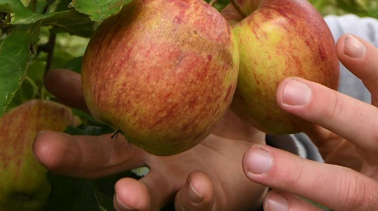 Ein Obstbauer erntet Äpfel der Sorte «Jonagored». Foto: Carmen Jaspersen/Archivbild
