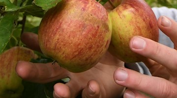 Ein Obstbauer erntet Äpfel der Sorte «Jonagored». Foto: Carmen Jaspersen/Archivbild