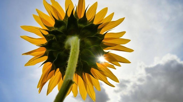 Ein Sonnenstrahl scheint durch die Blüte einer Sonnenblume. Foto: Frank May/Archivbild
