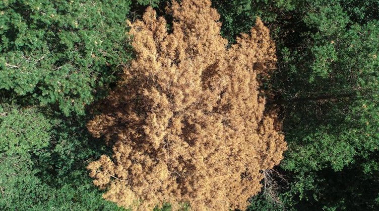 Die braunen Nadeln einer toten Kiefer heben sich gegenüber anderen Bäumen ab. Foto: Patrick Pleul/Archivbild