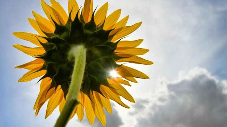 Ein Sonnenstrahl scheint durch die Blüte einer Sonnenblume. Foto: Frank May/Archivbild