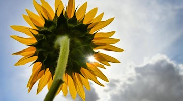 Ein Sonnenstrahl scheint durch die Blüte einer Sonnenblume. Foto: Frank May/Archivbild