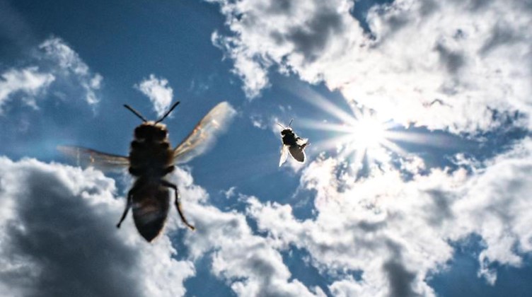 Bienen fliegen vor der Sonne am leicht bewölkten Himmel zu ihrem Stock. Foto: Frank Rumpenhorst/Archivbild