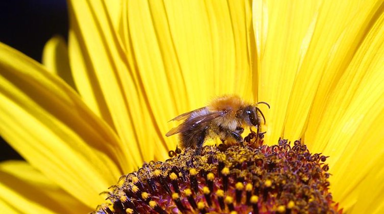 Eine Biene sitzt auf der Blüte einer Sonnenblume und sammelt Nektar. Foto: Wolfgang Kumm/Archivbild