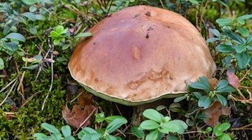 Ein Steinpilz wächst in einem Wald. Foto: Patrick Pleul/Archivbild