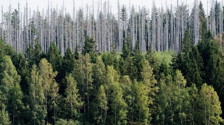 Vom Borkenkäfer zerstörte Fichten stehen in einem Wald. Foto: Julian Stratenschulte/Archivbild