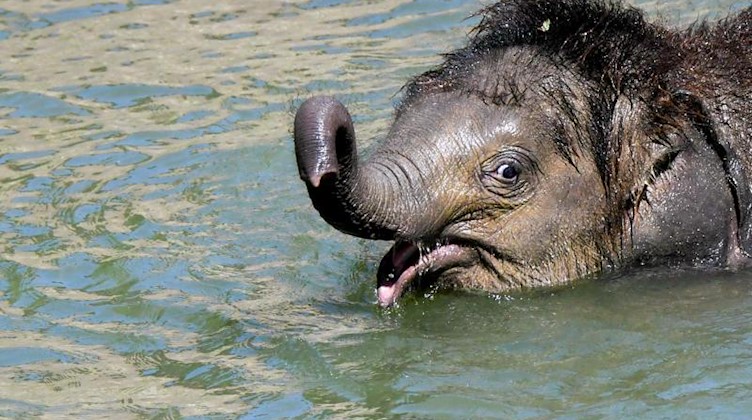 Der kleine Elefantenbulle Ben Long badet im Leipziger Zoo. Foto: Jens Kalaene/Archivbild