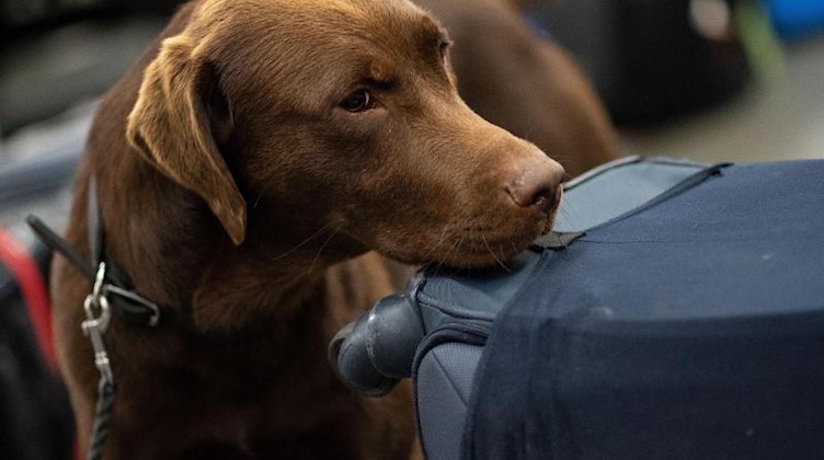 Ein Drogenspürhund schnüffelt während einer Gepäckkontrolle des Zolls am Flughafen. Foto: Marius Becker/Archivbild