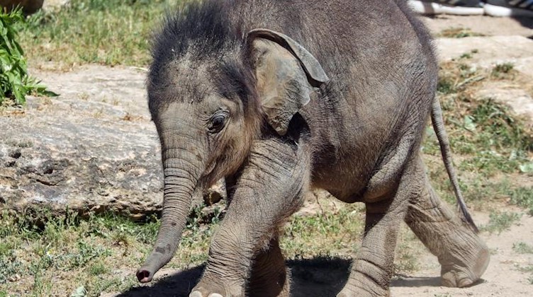 Der kleine Elefantenbulle Bền Lòng. Foto: Jan Woitas/Archivbild