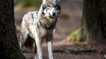 Ein Wolf steht zwischen zwei Bäumen. Foto: Alexander Heinl/Archiv
