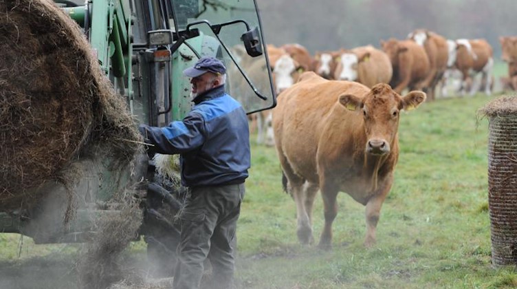 Ein Bauer bringt seiner grasenden Kuhherde auf einer Weise Stroh. Foto: Arne Dedert/Archivbild