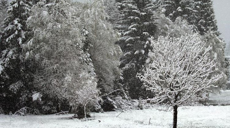 Mit Schnee bedeckte Wiesen und Bäume. Foto: Karl-Josef Hildenbrand/dpa
