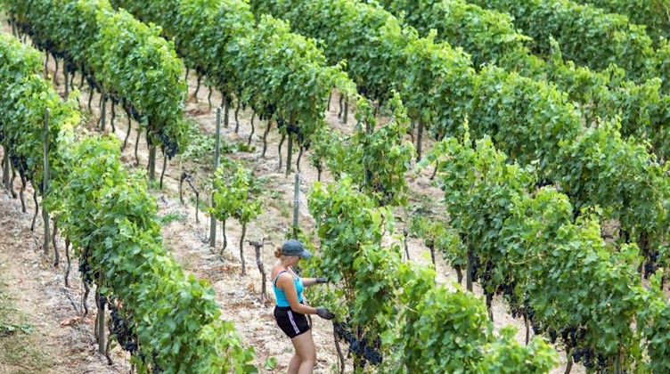 Ein Feld in Brandenburg, auf dem Wein angebaut wird. Foto: Jens Büttner/zb/dpa