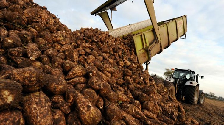 Frisch geerntete Zuckerrüben werden auf einem Feld abgeladen. Foto: Carsten Rehder/dpa