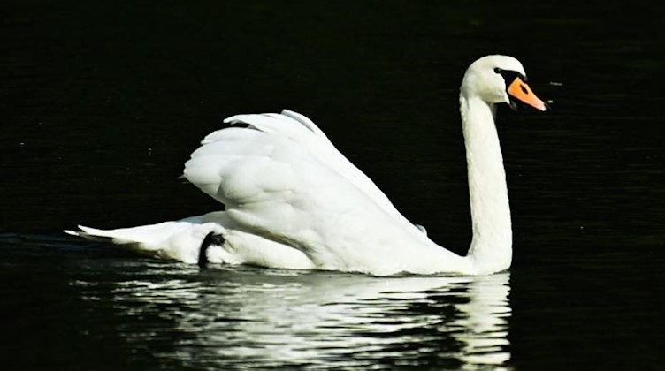 Ein Schwan. Foto: Nicolas Armer/dpa/Symbolbild