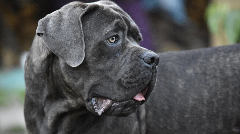 Göttinger*innen sollen sich vor Anschaffung eines Hundes daher überlegen, welche Rasse die richtige für sie ist. Dabei kann auch die Höhe der Hundesteuer ein Argument sein. Foto: Pixabay