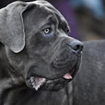Göttinger*innen sollen sich vor Anschaffung eines Hundes daher überlegen, welche Rasse die richtige für sie ist. Dabei kann auch die Höhe der Hundesteuer ein Argument sein. Foto: Pixabay