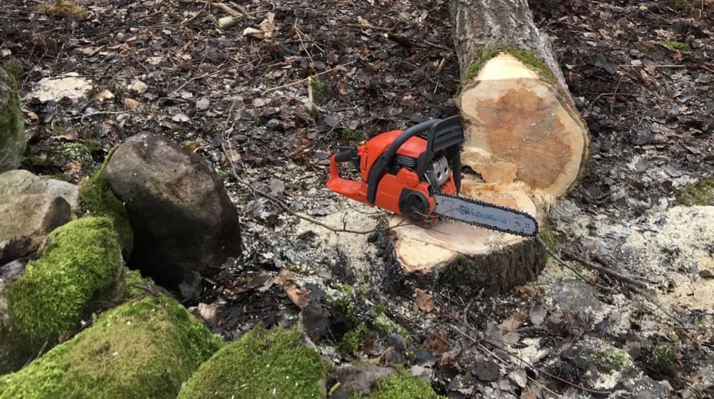 Beim Baumfällen tödlich verletzt