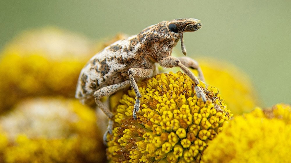 Ein gefleckter Langrüssler auf einer Blüte. Fotos: Sarah Asbrand