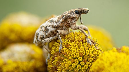 Ein gefleckter Langrüssler auf einer Blüte. Fotos: Sarah Asbrand