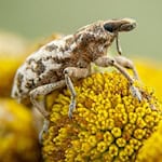 Ein gefleckter Langrüssler auf einer Blüte. Fotos: Sarah Asbrand
