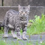 Tierquälerei ist kein Kavaliersdelikt, sondern eine Straftat nach Paragraf 17 des Tierschutzgesetzes, Foto Pixabay