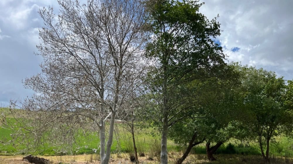 Für den Menschen unbedenklich - für Bäume eine Belastung. Gespinnstmotten. Foto Stadt Witzenhausen