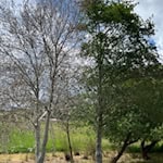 Für den Menschen unbedenklich - für Bäume eine Belastung. Gespinnstmotten. Foto Stadt Witzenhausen