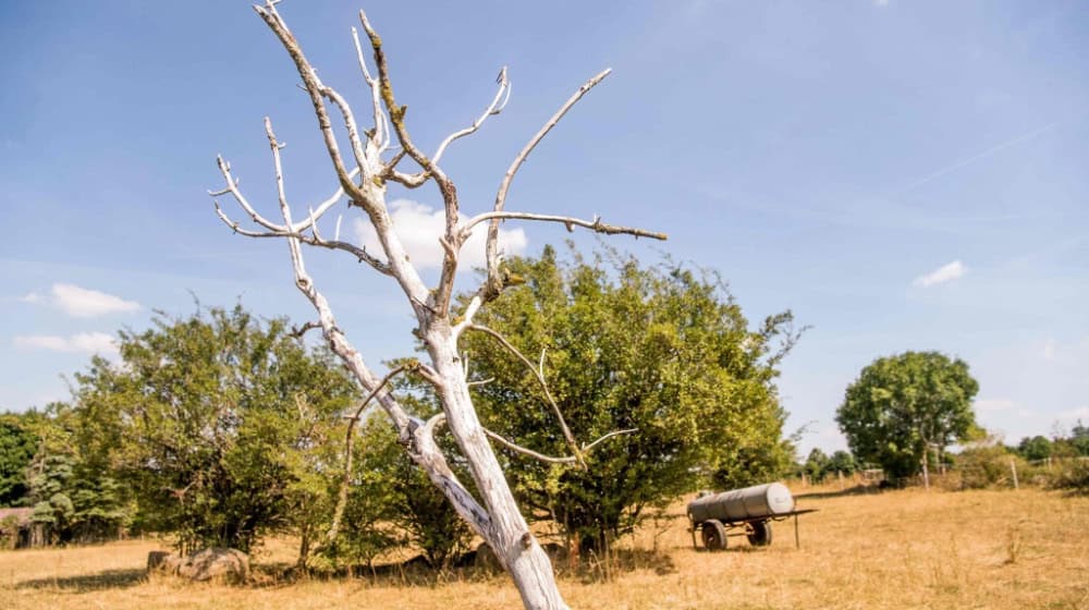 Abgestorbener Baum auf landwirtschaftlicher Fläche nach langanhaltender Hitze und Dürre. Quelle: Foto: Maximilian von Lachner