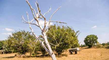 Abgestorbener Baum auf landwirtschaftlicher Fläche nach langanhaltender Hitze und Dürre. Quelle: Foto: Maximilian von Lachner
