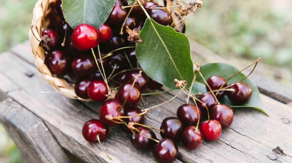 Viele Kirschen sind in diesem Jahr zu ernten. Foto: Freepik
