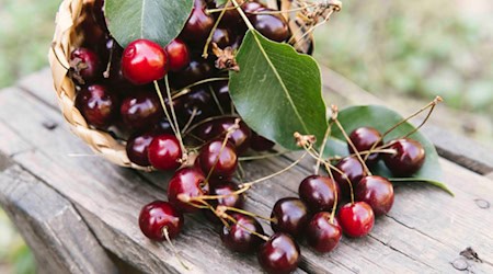 Viele Kirschen sind in diesem Jahr zu ernten. Foto: Freepik