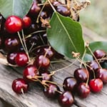 Viele Kirschen sind in diesem Jahr zu ernten. Foto: Freepik