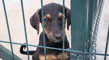 Ein kleiner Hund wartet auf sein neues "Frauchen" oder "Herrchen" in einem Tierheim. Foto: Freepik