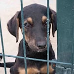 Ein kleiner Hund wartet auf sein neues "Frauchen" oder "Herrchen" in einem Tierheim. Foto: Freepik