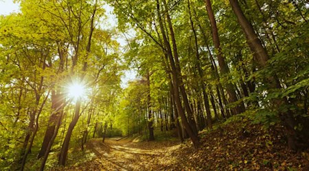 Spaziergänger finden leblosen Körper einer jungen Frau im Reinhäuser Wald. Foto: Freepik