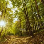 Spaziergänger finden leblosen Körper einer jungen Frau im Reinhäuser Wald. Foto: Freepik