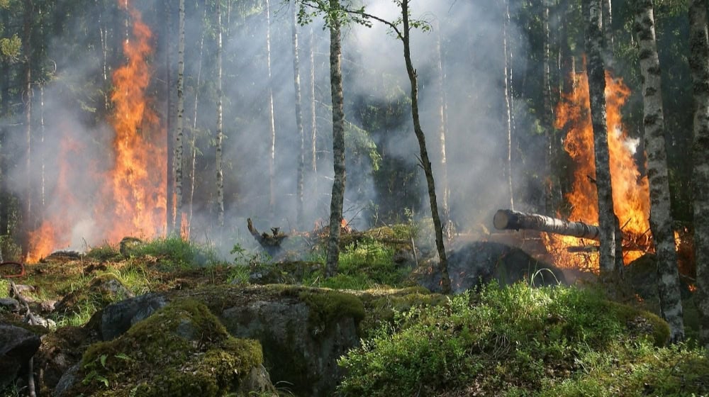 Waldbrand im Reinhardswald – Feuerwehr im Einsatz