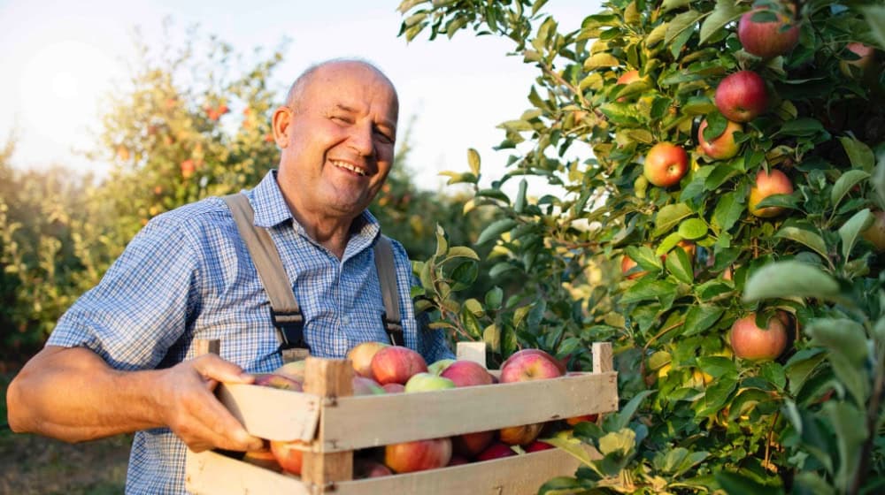 Ein Apfelbauer in seinem Obstgarten. Foto: Freepik