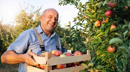 Ein Apfelbauer in seinem Obstgarten. Foto: Freepik