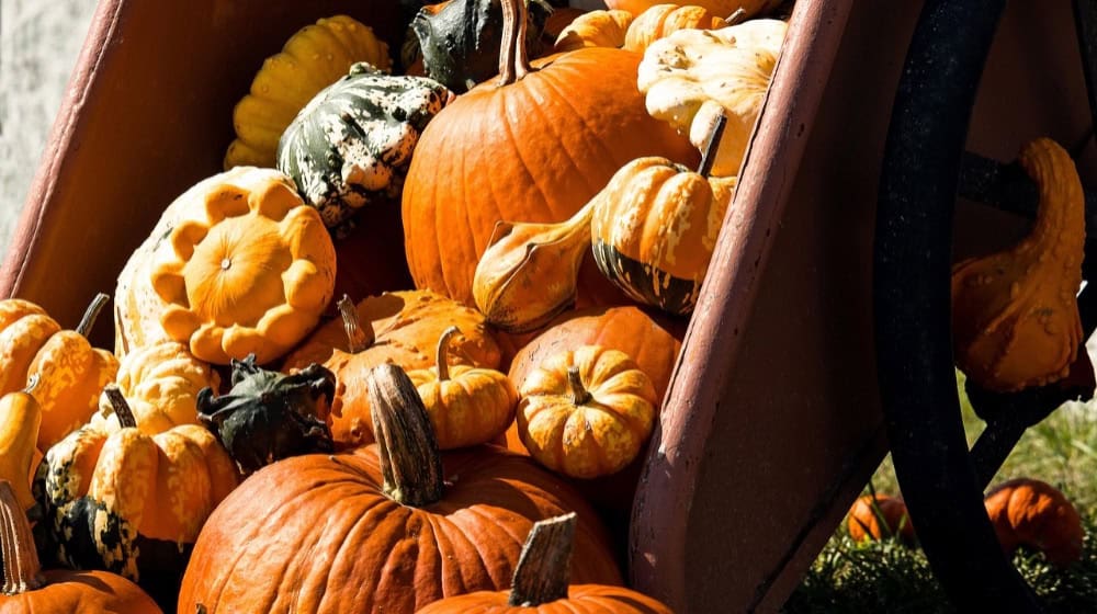 Der Herbst lockt mit bunten Farben des frischen Obstes und Gemüses. Foto: Pixabay