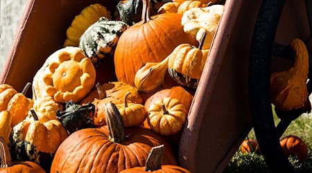 Der Herbst lockt mit bunten Farben des frischen Obstes und Gemüses. Foto: Pixabay