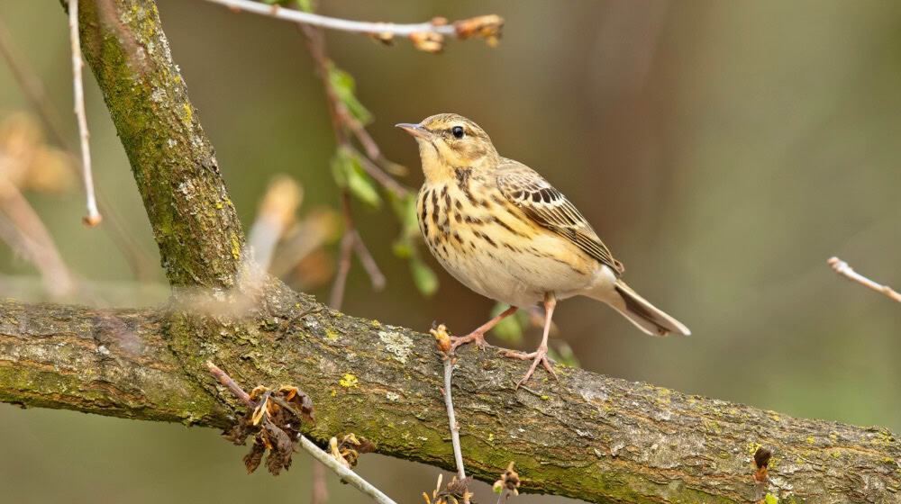 Artenvielfalt direkt vor der Stadtgrenze Göttingens: Ein Baumpieper im Kerstlingröder Feld, eine von 108 dort belegten Vogelarten. Foto Adobe Stock